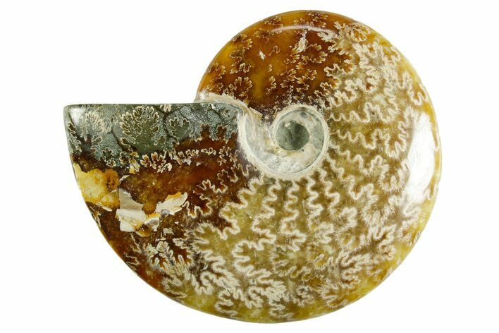 Polished Ammonite (Cleoniceras) Fossil - Madagascar #365056
